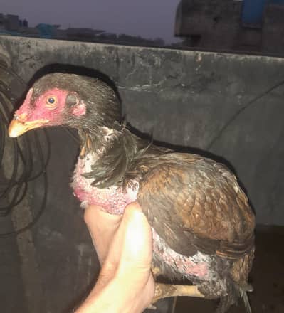 Aseel lakhii pathiyaan