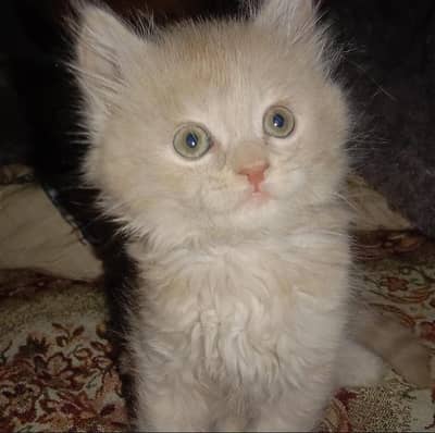 pure American breed cat age 2 months