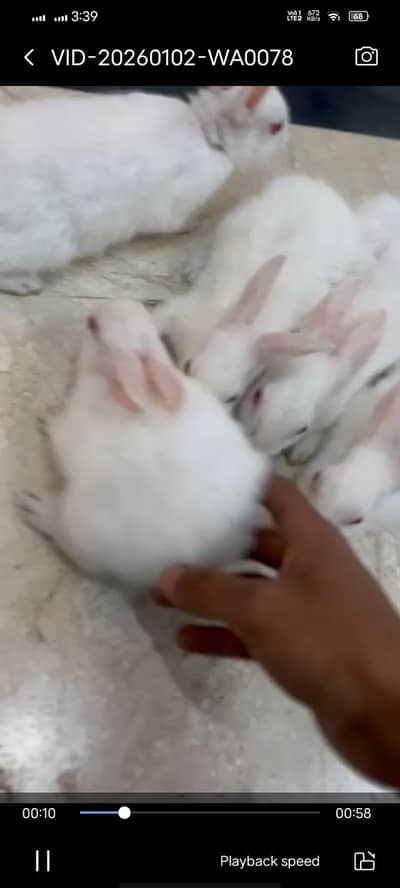 red eyes Rabit for sale