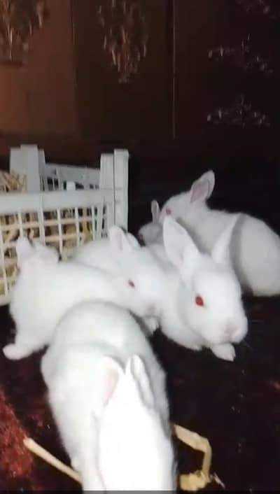 red eyes Rabit for sale