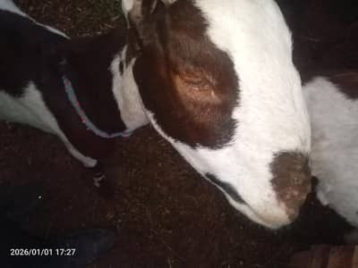 w bakriya for sale location thirpal price 65000