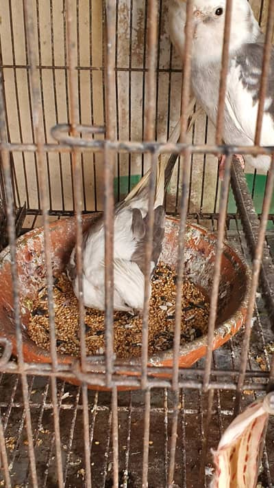 Vpied Breeder cockatiel