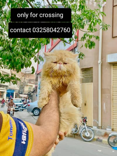 03095561812 Piki Face male cat available for*mating* light Fawn color