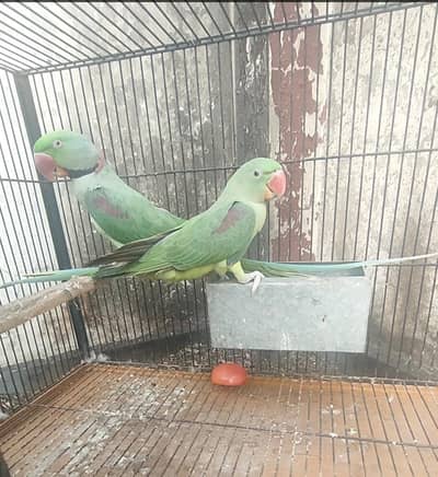 Raw Parrot pair