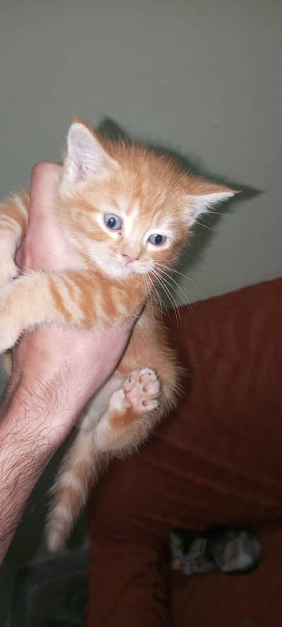 Rear Colours Persian Kittens (1.5 months old)