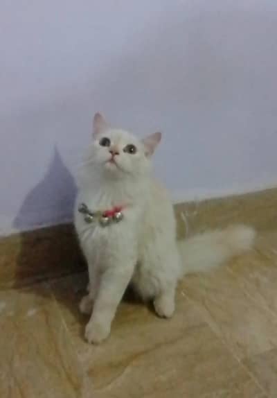 Persian male kitten