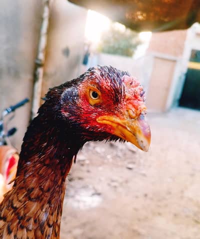 pure minwali bareeder madi