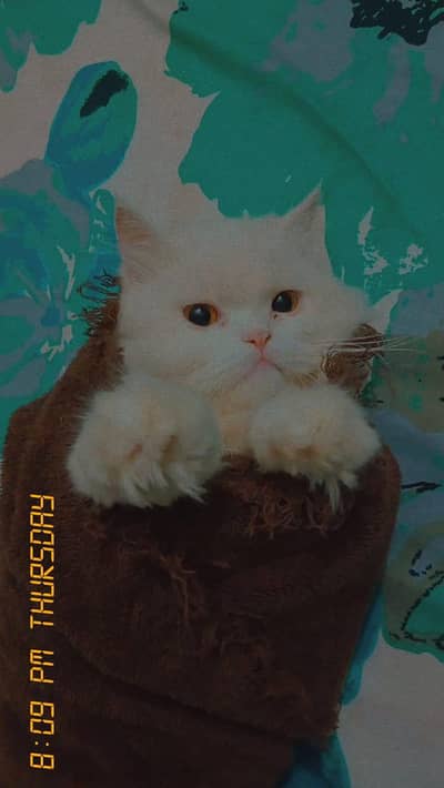 White Persian Punchface Cat.