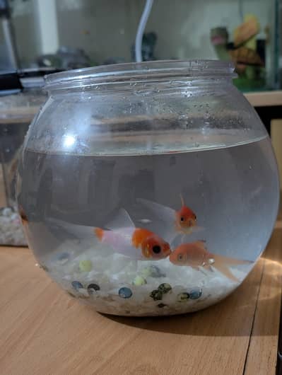 Goldfishes with bowl
