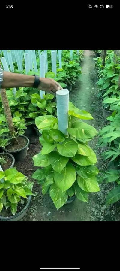 Money plant,Gulab bail,panda step bail,