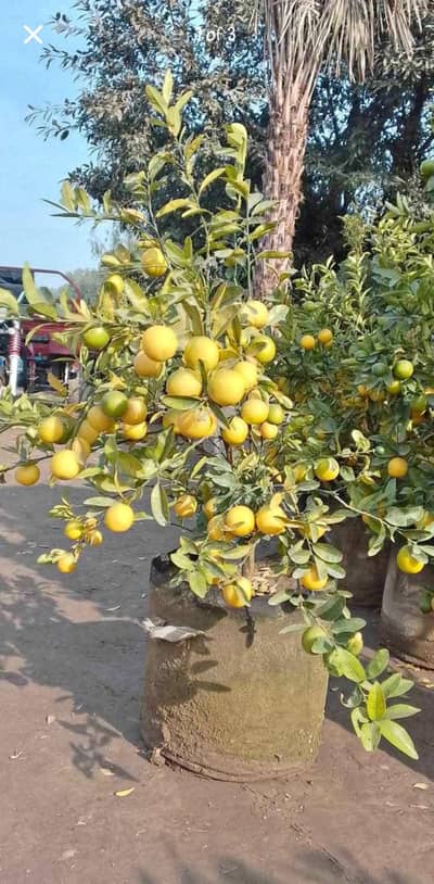 China lemon on fruiting.