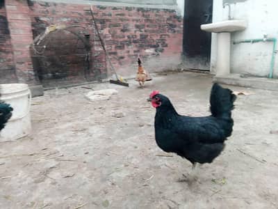 5 hen 1 cock