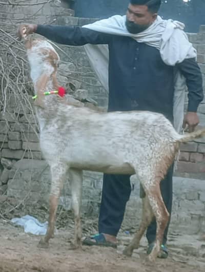 Makhi cheeni Gabn path sale