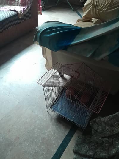 Bird Cage medium Size