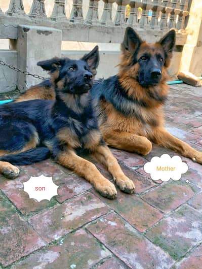 Breeder female long coat