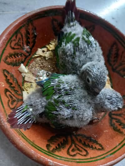 conure chicks pair parrots