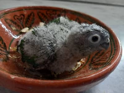 green cheek conure chick pair parrots available