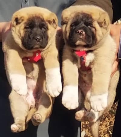 king kurdish kangal security dog pair 2 month for sale
