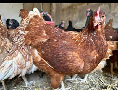 lohman brown male female.