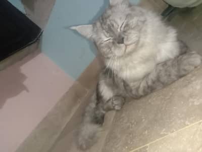 Gray Persian with a log . fluffy coat and striking green eyes