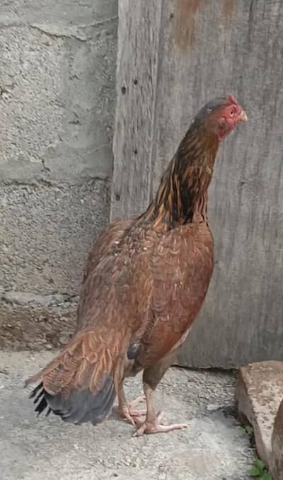 2 Females Comes from herra breed per piece 3600