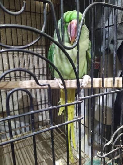 Talking and Semi Tame Female Parrot