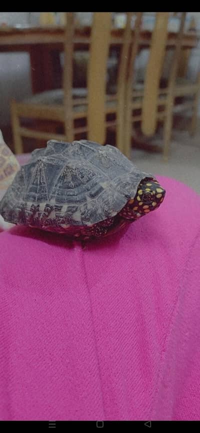 yellow spotted black pond turtle