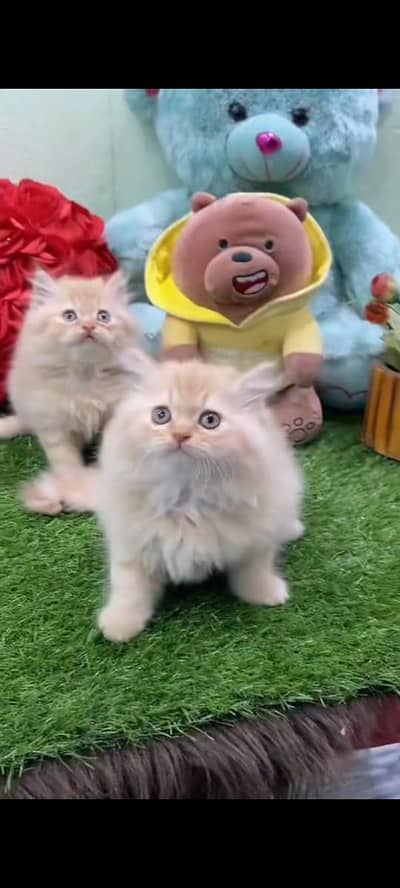 Persian cat Ka Pair vaccinated triple coted and littler ternd