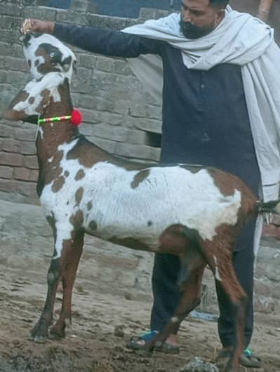 Nagra Confram 100% Gaban Phat Sale