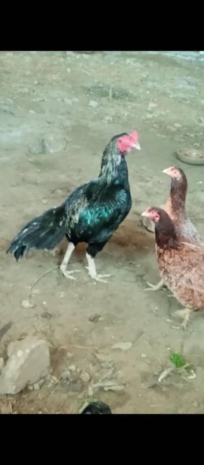quality fresh aseel fertile eggs for sell