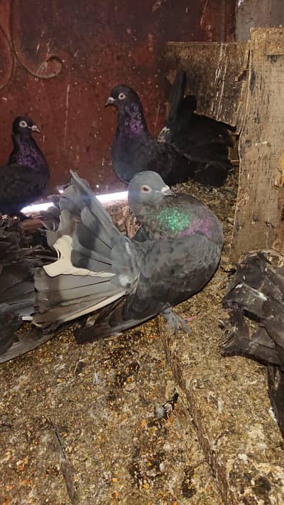 Lakka kabooter/ Fantail Pigeons