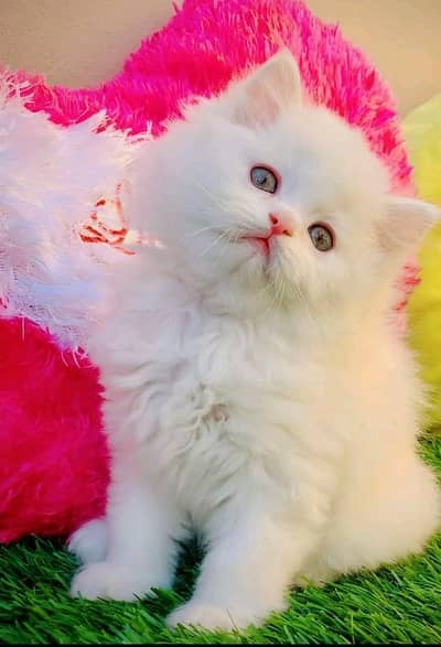 Persian cat kitten for sale. My WhatsApp 03215179655