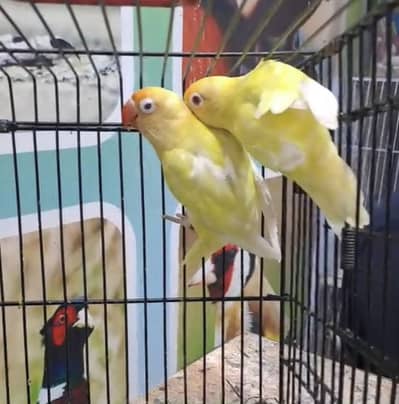 Lovebird breeder pair