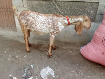 Makki cheni bakri 0314 5387877