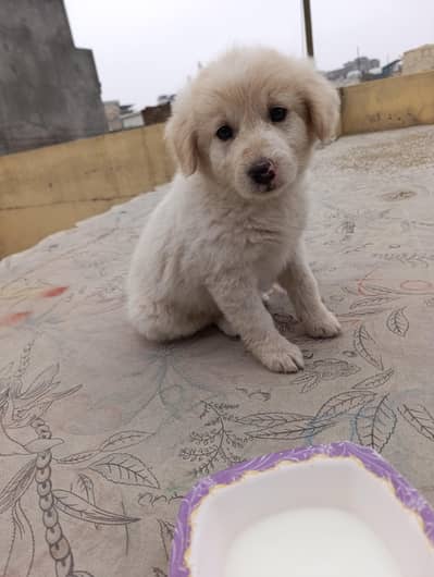 Healthy and playful puppy Russian breed