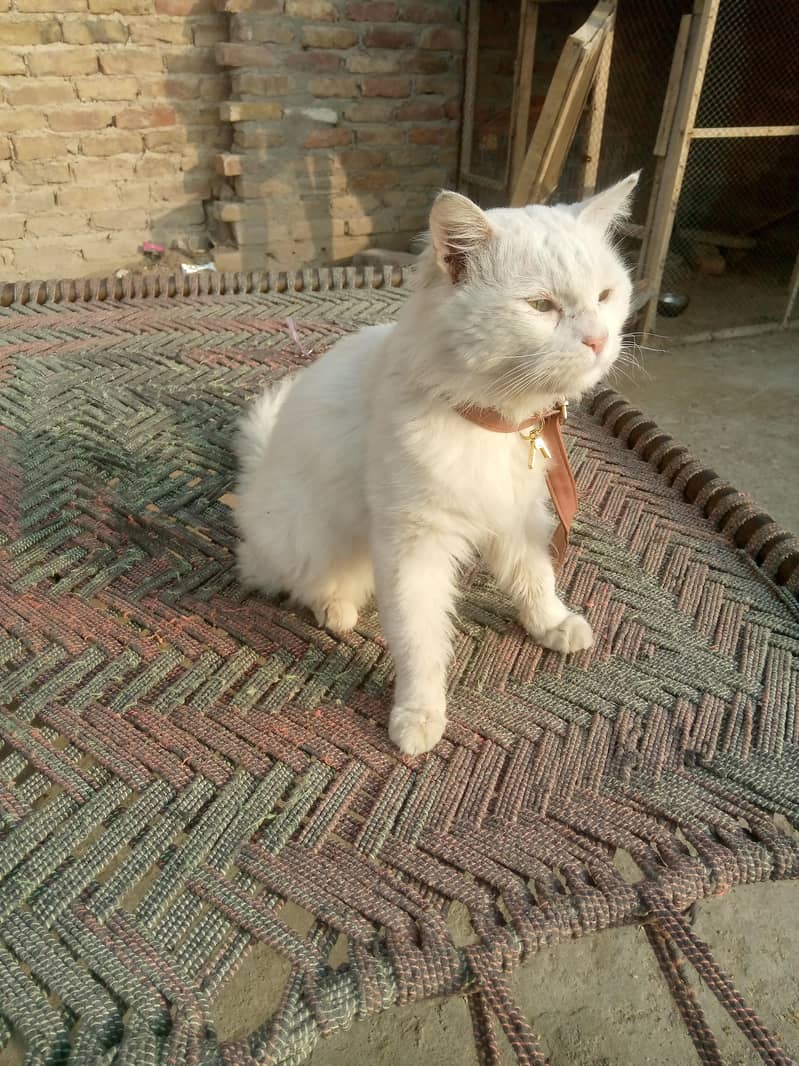 white cat 1