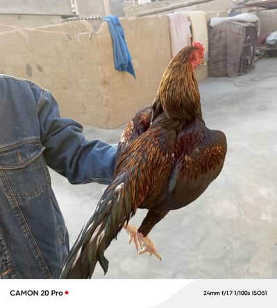 Pure Miyawali Lasani Murgha