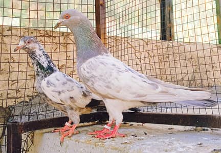 Mian Nazer Blood Line Kamangr Pair