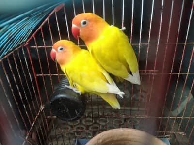 lotino breeder pair for sell