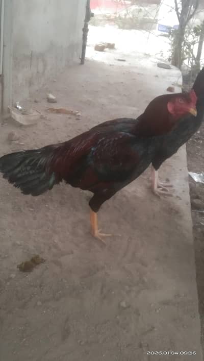 Aseel Pathay Murghy For sale