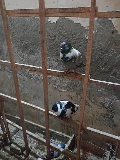 sail point, argent sail. 0307 8039747. video avalable