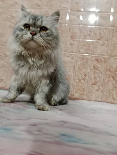Persian cat