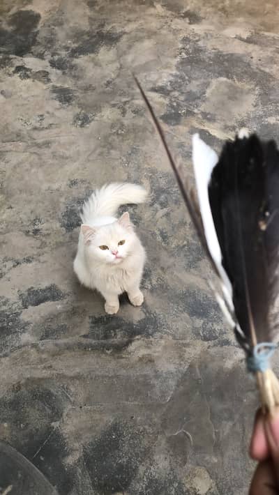 Persian Male Cat