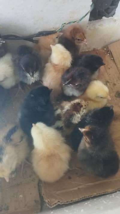 Dasi chicks Golden misri 0303/8868142