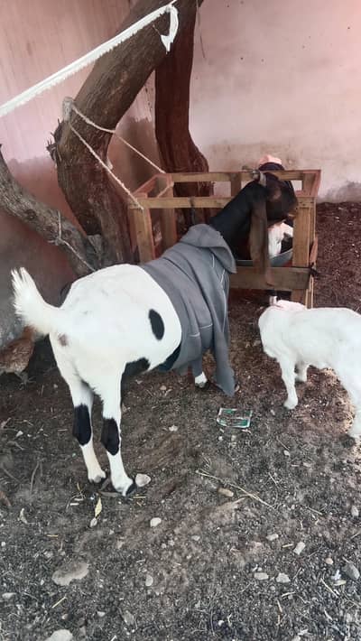 pateri 100000 samroti 55 dono gabban