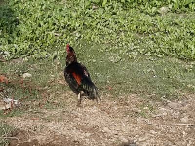 Aseel breed | pure | original breed