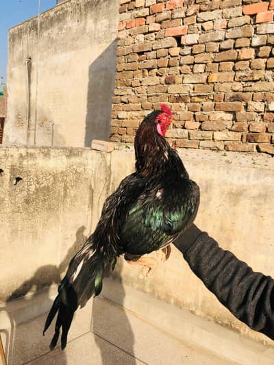 aseel Murga Mushka Lakha