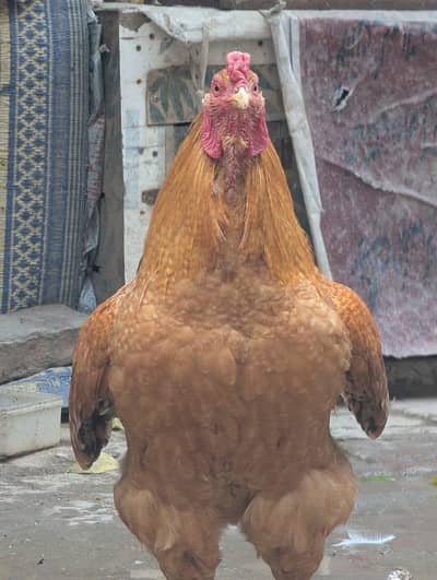 Beautiful Golden Aseel Murgha (Rooster) - Active & Healthy