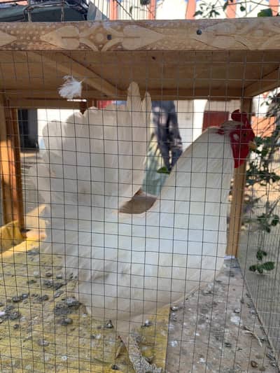 Japanese Pair Breader