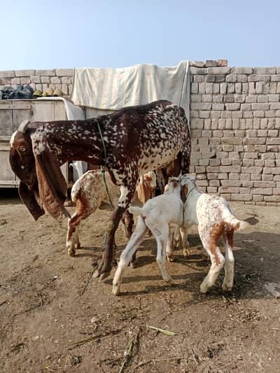 healthy and active Desi bakri with 3 kids.  call 03425820107